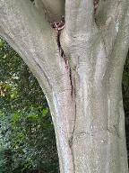 Rundholz Buche Rotbuche 40m hoch Sturmopfer