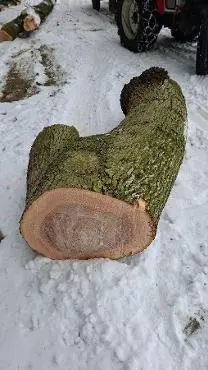 Rundholz Rundholz Esche Zwiesel
