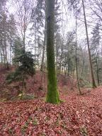 Stehendes Holz Buche