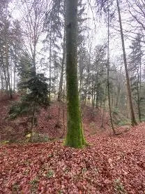 Stehendes Holz Stehendes Holz Buche