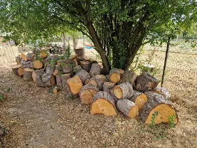 Rundholz Rundholz Sonstiges Holz Föhre und Tanne