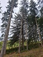 Stehendes Holz Fichte Windhaag bei Freistadt