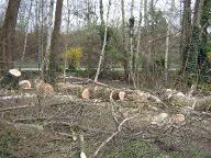 Brennholz Esche, Buche Kein Frisch gefälltes Holz, nur Bodenholz