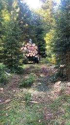 Dienstleistung Holzschlägerungen  (Aufforstung, Holzernte & Rückung)