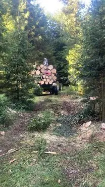 Dienstleistung Holzschlägerungen  (Aufforstung, Holzernte & Rückung)