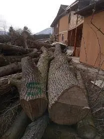 Rundholz Rundholz Winterlinde Mehrere Stämme astrein