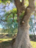 Stehendes Holz Esche Kindberg