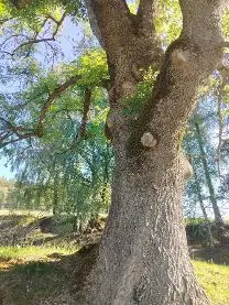 Stehendes Holz Stehendes Holz Esche