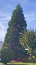 Stehendes Holz Zypresse, Sonstiges Holz Mammutbaum Weißenburg i