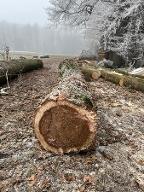 Rundholz Erle Vermutlich Schwarz Erle