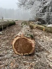 Rundholz Rundholz Erle Vermutlich Schwarz Erle
