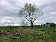 Dienstleistung Waldbetreuung Hofbauer  (Jagd & Wildmanagement, Forstliche Beratung & Planung, Waldpädagogik, sonstige forstliche Dienstleistung, Holzernte & Rückung, Jungwaldpflege, Holzvermarktung)