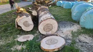 Rundholz Rundholz Esche