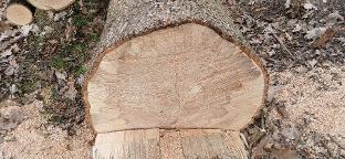 Rundholz Esche Astrein Redlham 