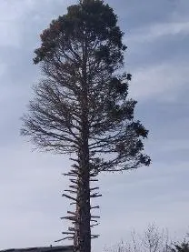 Stehendes Holz Stehendes Holz Sonstiges Holz Mammutbaum