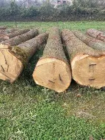 Rundholz Rundholz Eiche
