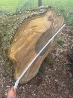 Rundholz Nuss Walnussstamm XXL St Veit