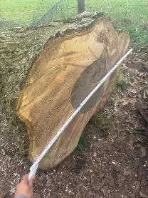 Rundholz Rundholz Nuss Walnussstamm XXL
