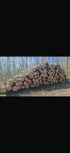 Rundholz Esche Astrein Markt Nordheim