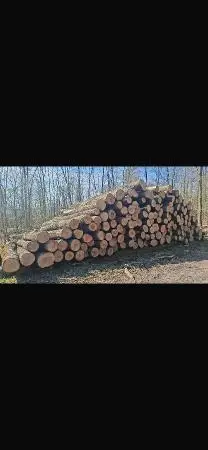 Rundholz Rundholz Esche Astrein