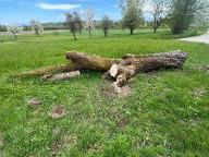 Rundholz Birne 100 jaehr. Mostbirnbaum Timelkam