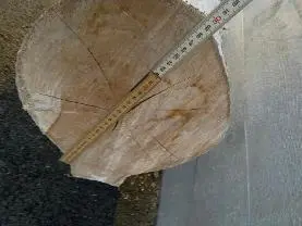 Rundholz Rundholz Linde