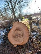 Rundholz Rundholz Esche Esche Reststück