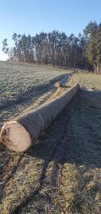 Rundholz Fichte Grün u. Astrein Dietenhofen