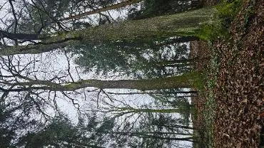Rundholz Rundholz Eiche