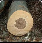 Brennholz Buche