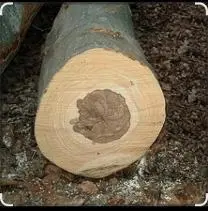 Brennholz Brennholz Buche