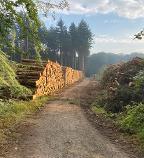 Holzschlägerung (Holzernte & Rückung) Ainet
