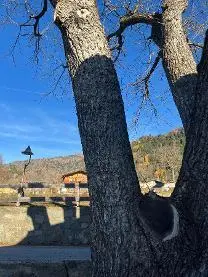 Stehendes Holz Stehendes Holz Nuss Walnussbaum