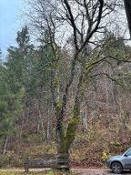 Stehendes Holz Kastanie