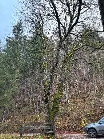 Stehendes Holz Stehendes Holz Kastanie