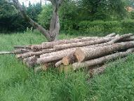 Rundholz Esche Kirchstetten