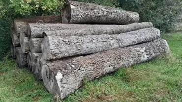Rundholz Rundholz Esche Astrein