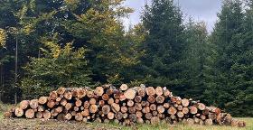 Rundholz Buche Laubholz gemischt Brennholz Stammholz