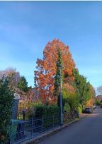 Rundholz Zypresse Offenburg