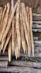 Rundholz Eiche Pfähle Bad Lobenstein 