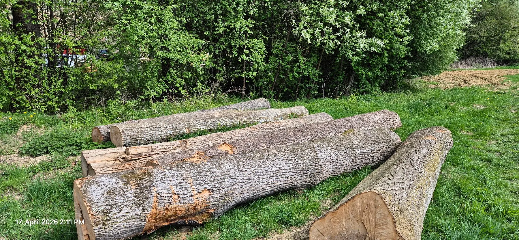 Esche Astrein in Piberbach - holzquelle