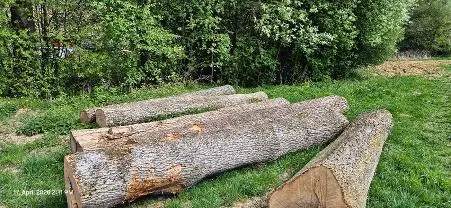 Rundholz Rundholz Esche Astrein