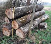 Rundholz Esche Stammholz