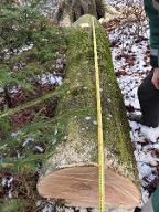 Rundholz Buche frisch gefällt Bad Loipersdorf