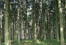 Rundholz Fichte Fixlängen frisch gute Qualität