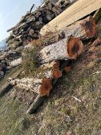 Rundholz Eibe Mettmach