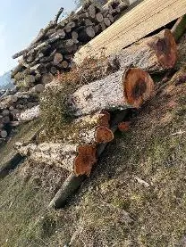 Rundholz Rundholz Eibe