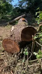 Rundholz Nuss Schwarznuss Güttingen