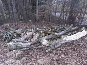 Rundholz Rundholz Sonstiges Holz Hainbuche Stamm und Teile zum Drechseln