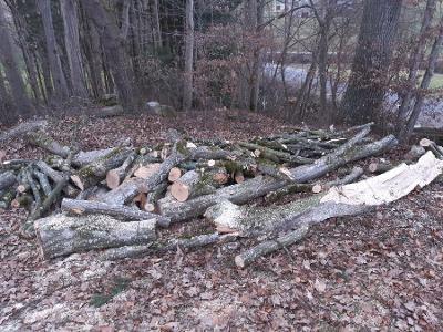 Sonstiges Holz Hainbuche Stamm und Teile zum Drechseln